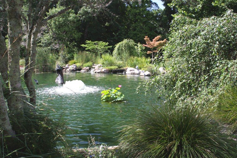 Dragon in Pond - NHC Arboretum